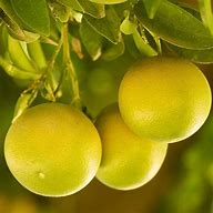 Image result for Citrust Triangle Grapefruit