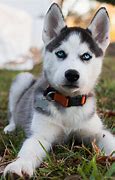 Image result for Alaskan Huskies Dogs