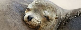 Image result for Sea Lion Brand