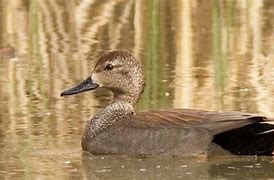 Image result for Gadwall