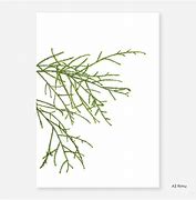 Image result for Rimu Tree Drawing