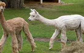 Image result for Alpaca Relative