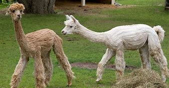 Image result for Alpaca Animals Facts