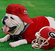 Image result for SEC Football Mascots