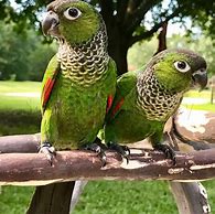 Image result for Black Cap Conure