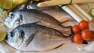 Image result for Macam Macam Ikan Laut