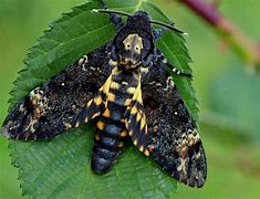 Image result for Death Head Moth Shelf