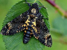 Image result for Death S Head Moth Superstitions