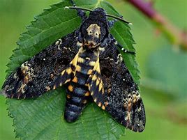 Image result for Death Head Moth Skull