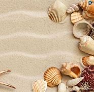 Image result for Sea Shells Wallpaper 4K