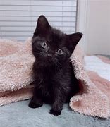 Image result for 2 Month Old Black Kitten