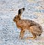 Image result for European Hare