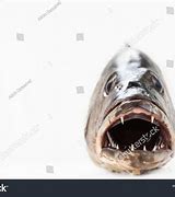 Image result for Angler Fish Teeth