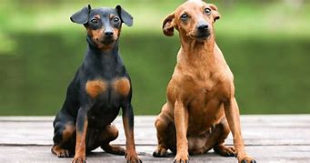 Image result for Miniature Pinscher