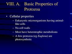 Image result for Protozoan