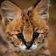 Image result for Serval Cat Babies