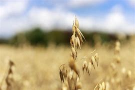 Image result for Field of Oats