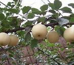 Image result for Crystal Pear