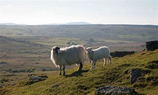 Image result for Beast of Bodmin Moor Sheep