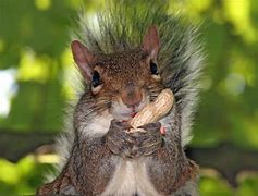 Image result for Squirrel