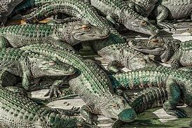 Image result for Alligator Family