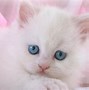 Image result for Cat Pink Eye