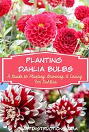 Image result for How to Plant Dahlia Bulbs