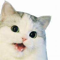 Image result for Cat Face Meme Transparent