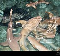 Image result for Feeding Sharks in Aquarium