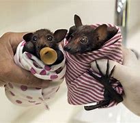 Image result for baby bat care