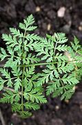 Image result for Conium Maculatum Leaf