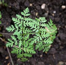 Image result for Conium Maculatum Wetland