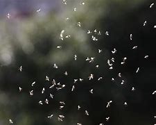 Image result for Swarms of Flying Ants