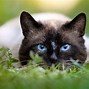 Image result for Cat Carnivore