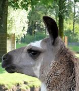 Image result for lama animal