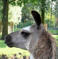 Image result for lama animal habitat