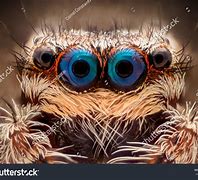 Image result for 4 Eyed Spider