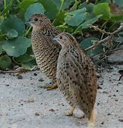 Image result for Brown Quail