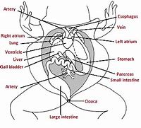 Image result for Frog Digestive System Diagram Labeled