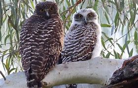 Image result for Powerful Owl Side of Wings