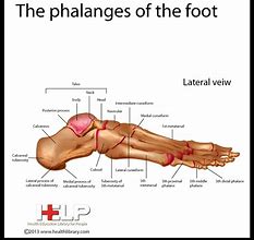 Image result for Phalanges of the Foot Anatomy