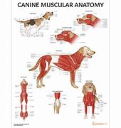 Image result for Canine Knee Anatomy