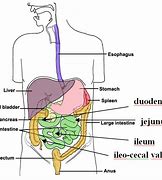 Image result for Frog Digestive System Diagram Labeled