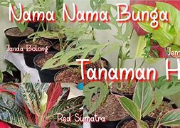 Image result for Nama Dan Gambar Tanaman Hias