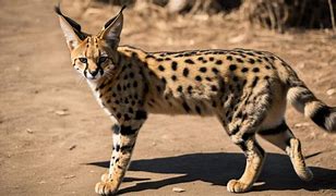 Image result for Serval Cat Eating