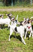 Image result for Toy Fox Terrier