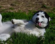 Image result for Anjing Husky