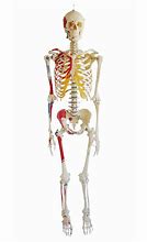 Image result for A Human Skeleton