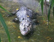 Image result for Biggest Caiman