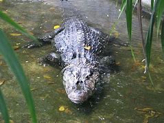 Image result for Amazon River Caiman